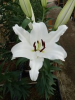 [5518 PO18 OT WIT 11-31-11 No02.JPG]